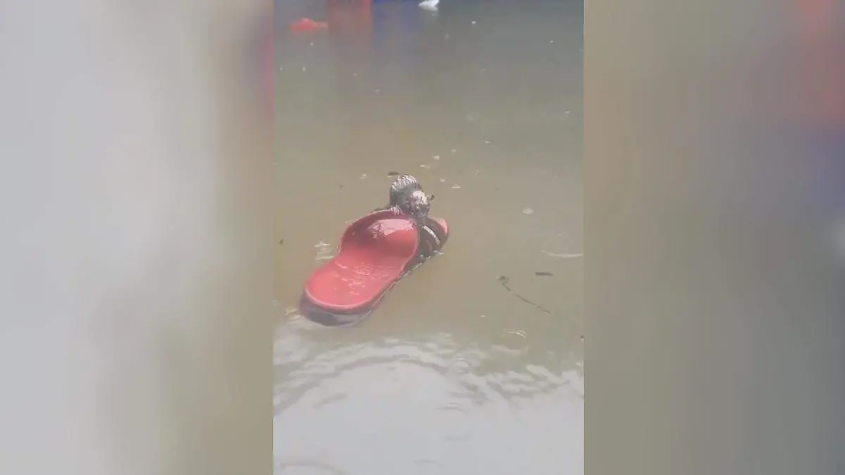 rata se salva