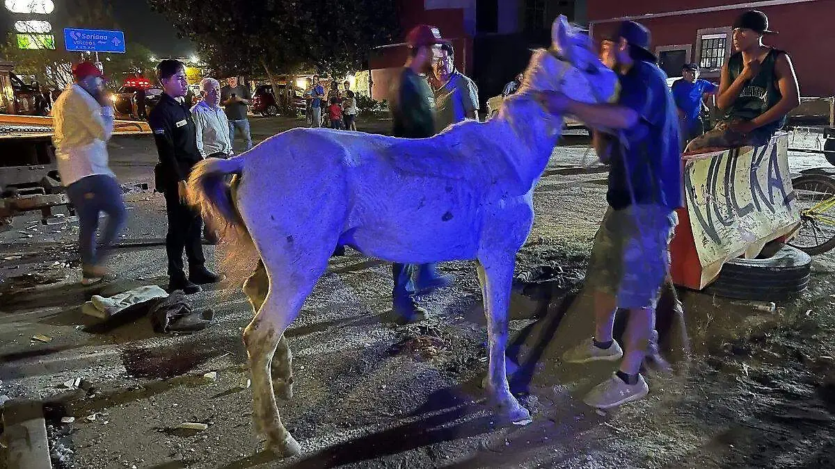 caballo