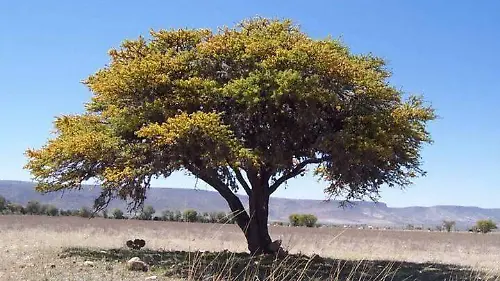 árbol