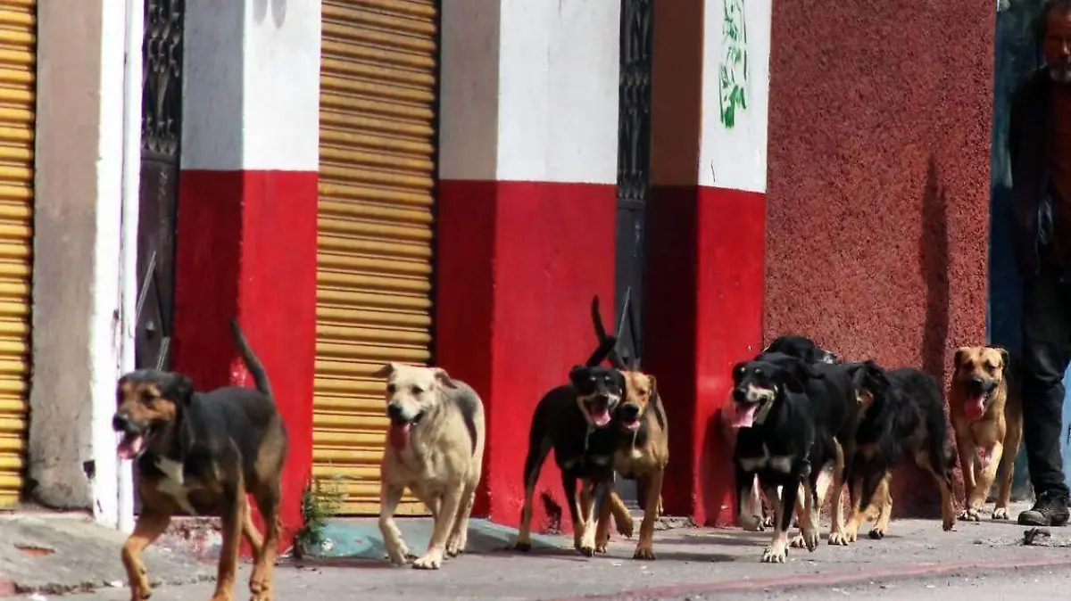 perros cuartoscuro_823309_digital