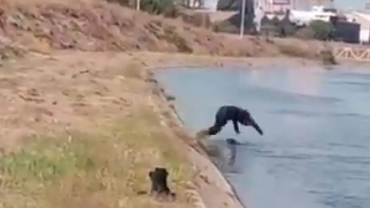 rescata-perrito-canal