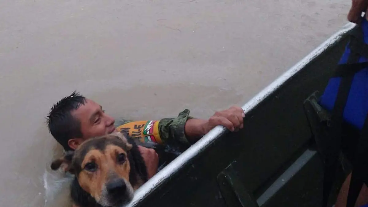 rescate perrito