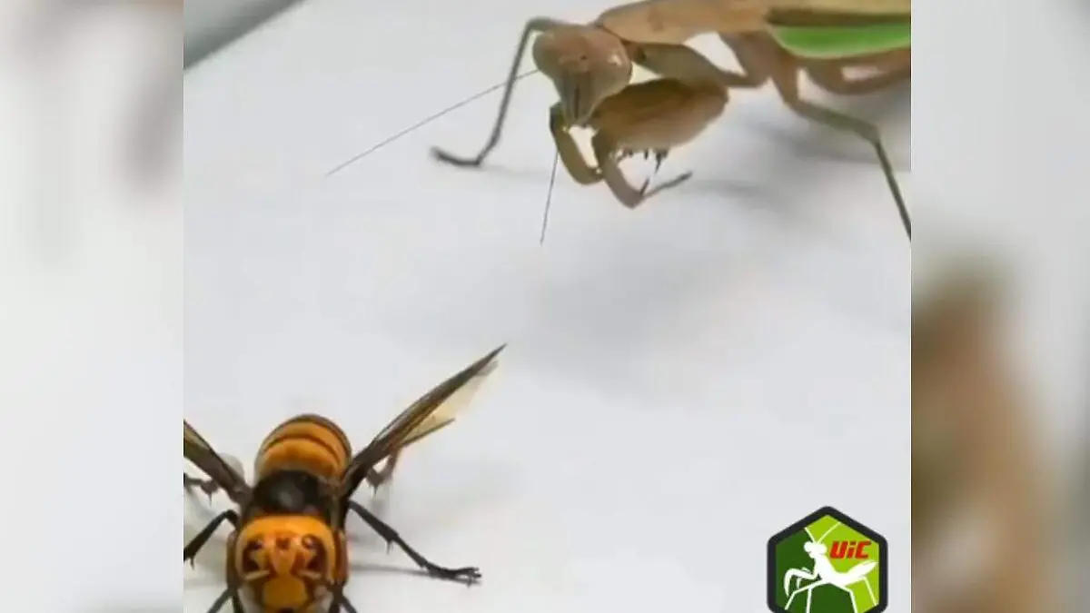 mantis contra avispón