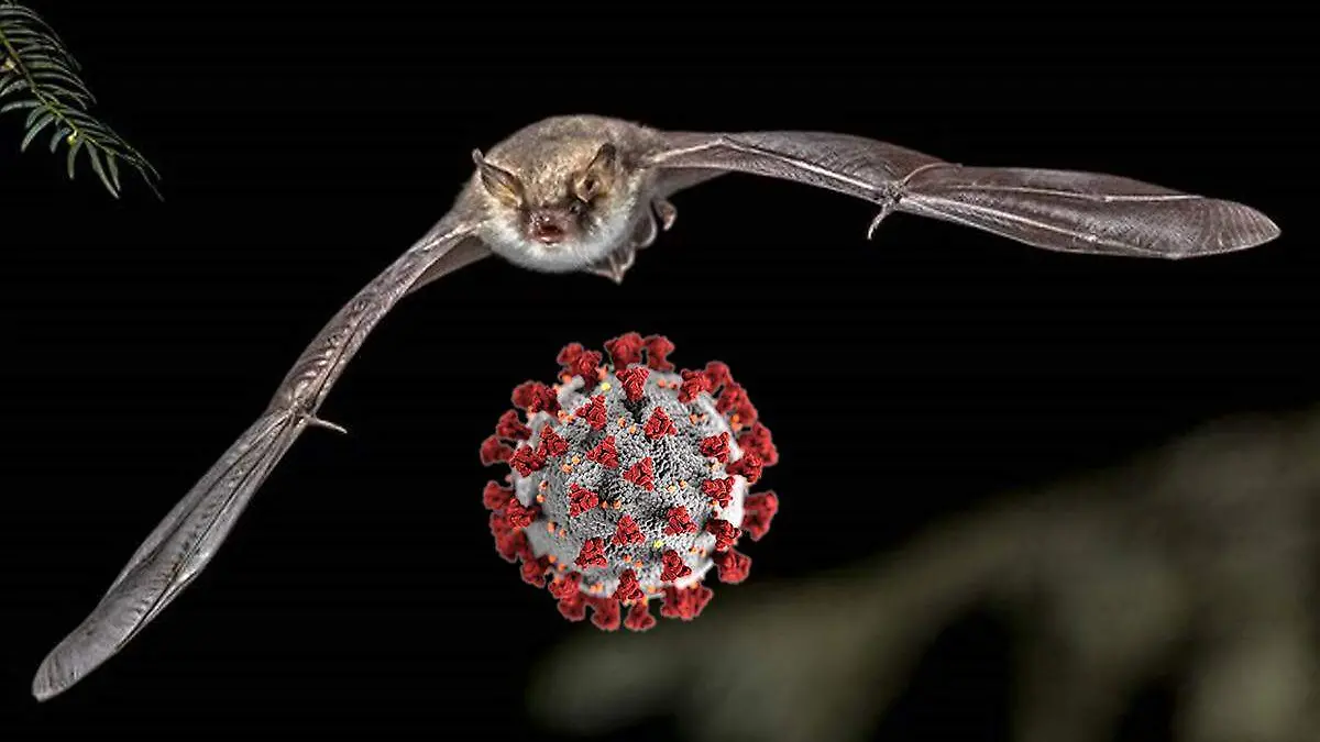 coronavirus murciélago