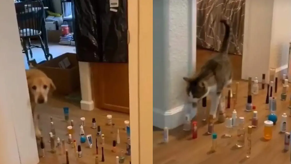 Gatos vs Perros