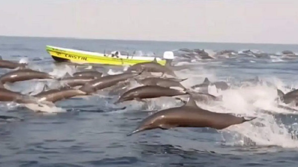 Sorprenden-cientos-de-delfines-en-costas-de-Oaxaca-1280x720