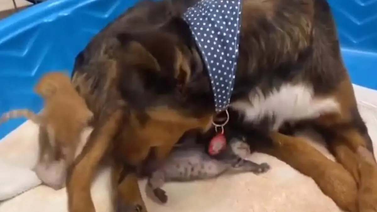 perrita adopta mininos