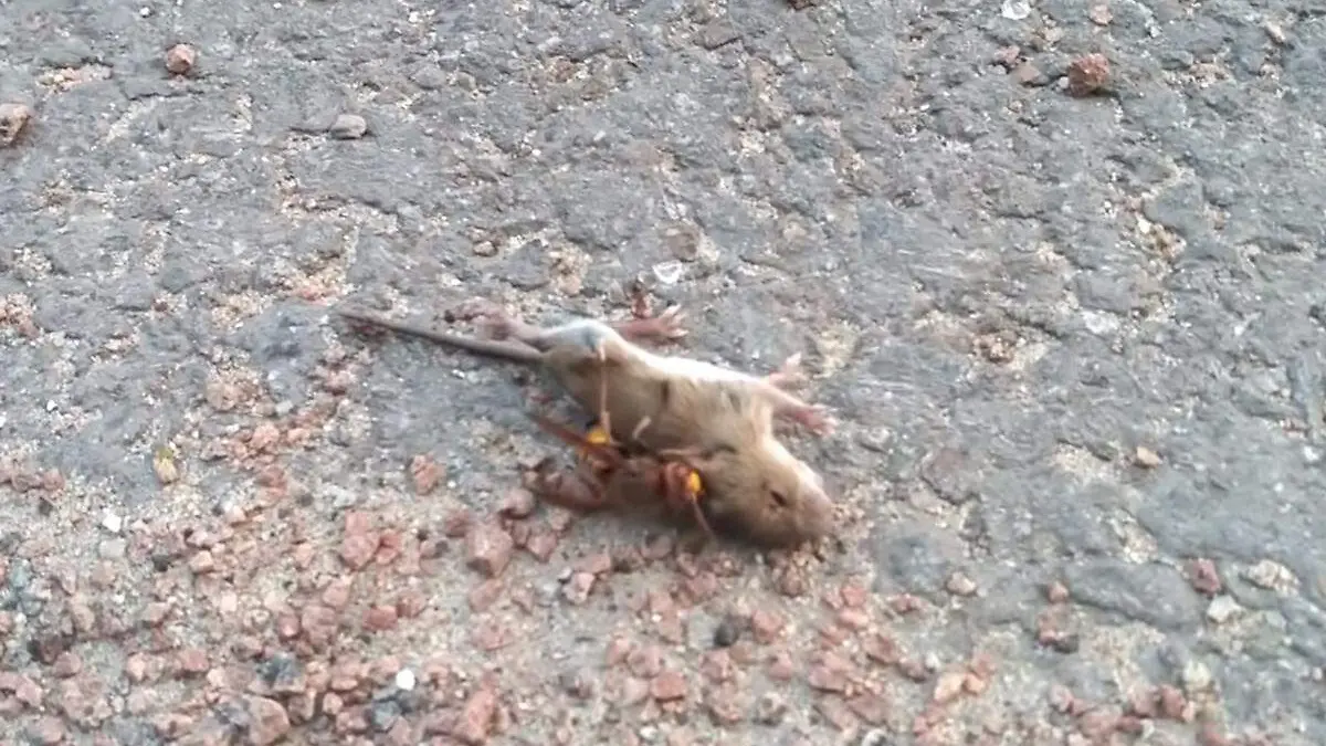 avispón asesino mata ratón