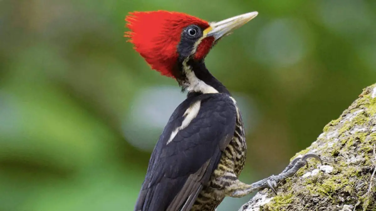 El pájaro carpintero de pico de marfil, una de las grandes especies extintas
