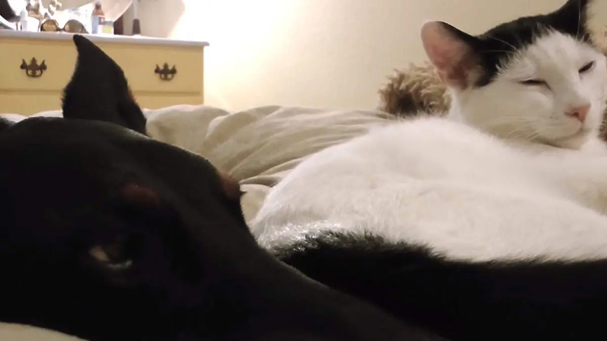 Perro y gato amigos