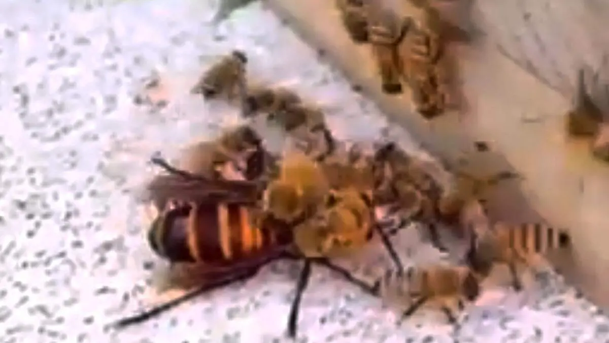 abejas contra avispon asesino