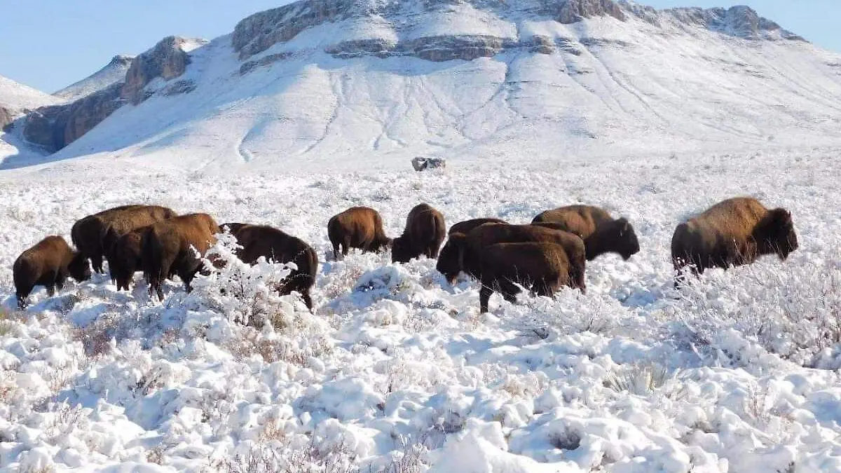 bisontes americanos