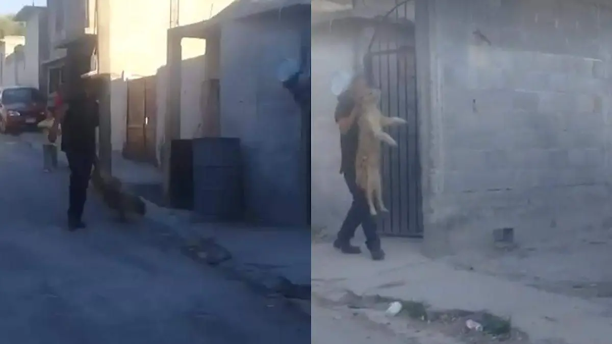 asesino perritos