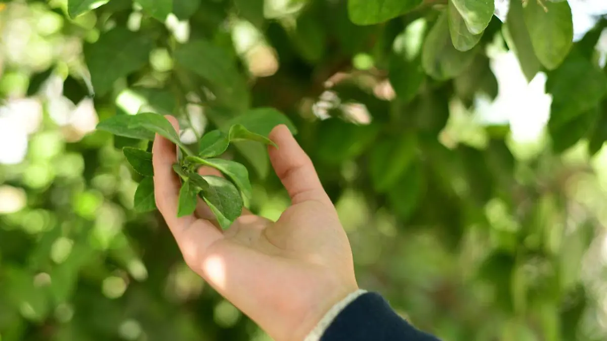 21 MARCELA 2 Anuncian ampliación del programa de plantación de higueras
