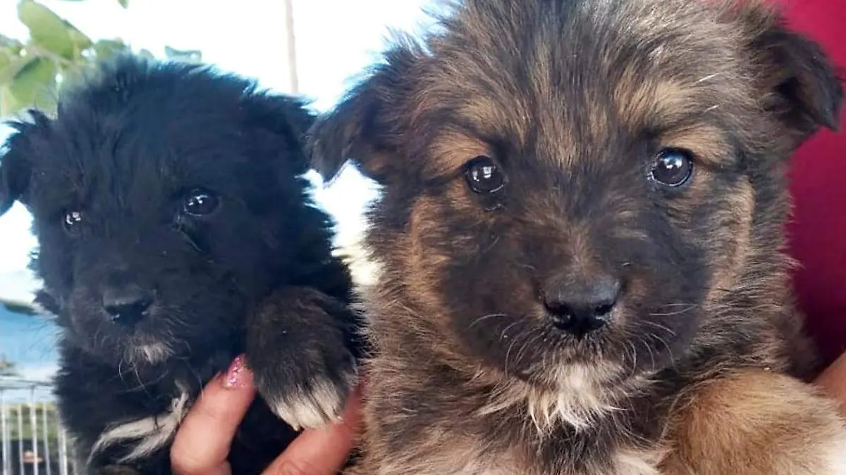 adopción-de-perritos-en-San-pEDRO