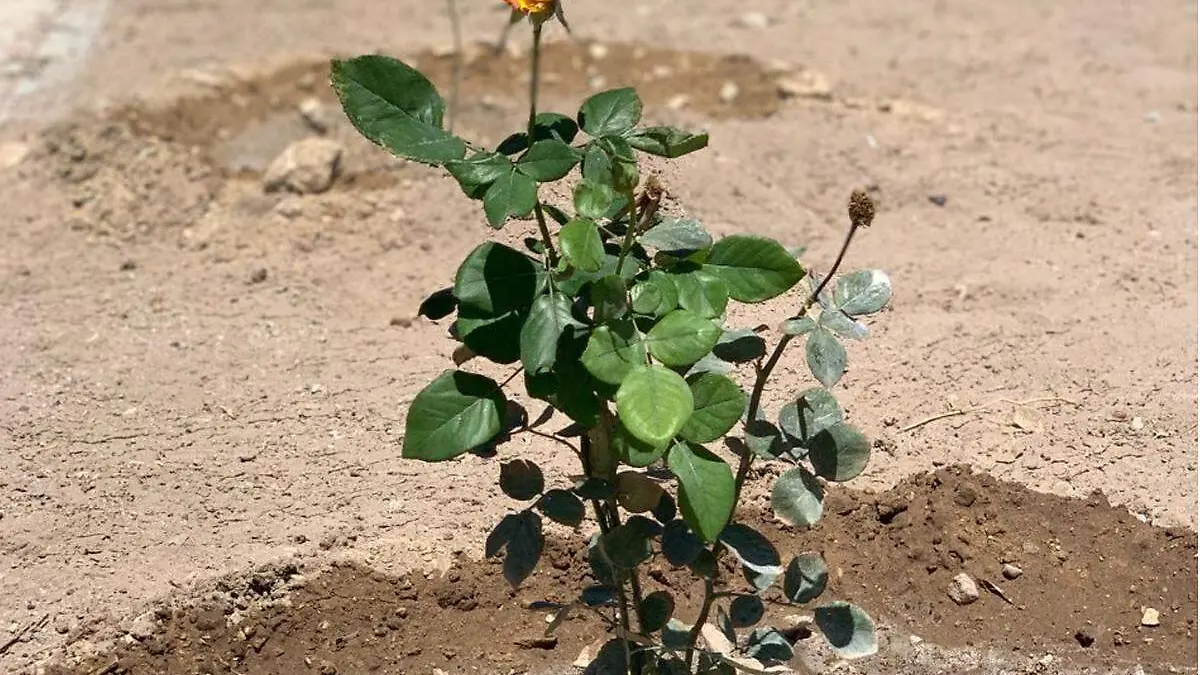 plantas-ejido-San-Pedro