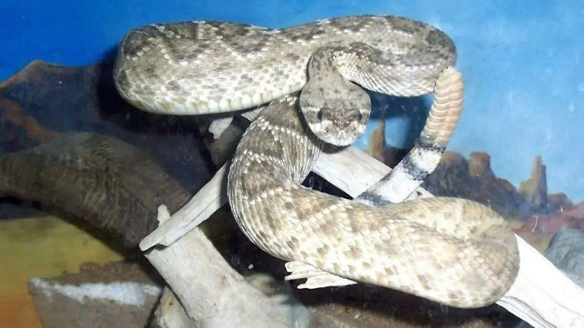 Vibora cascabel