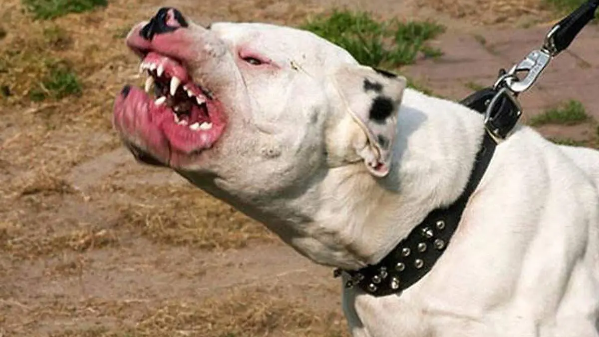 ataque pitbull