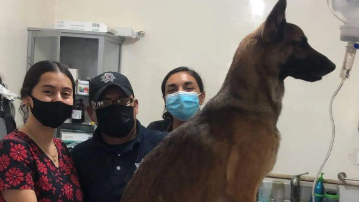 Hunter-rescata-a-perrito-cachorro