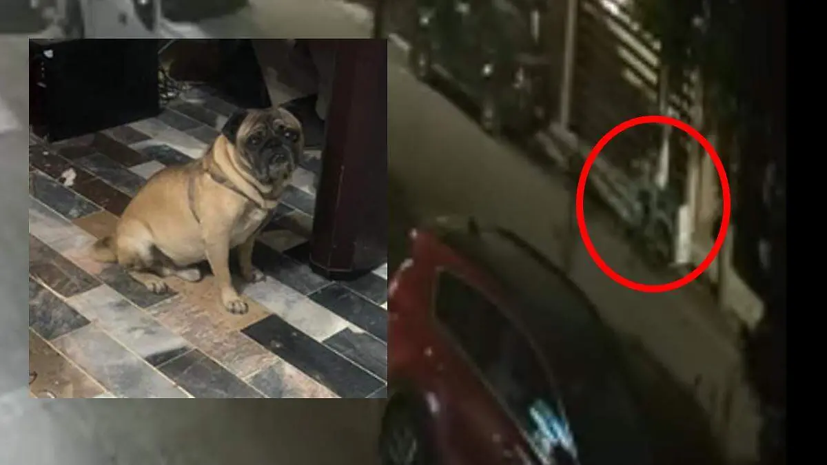 roban-pug-casa-Pug