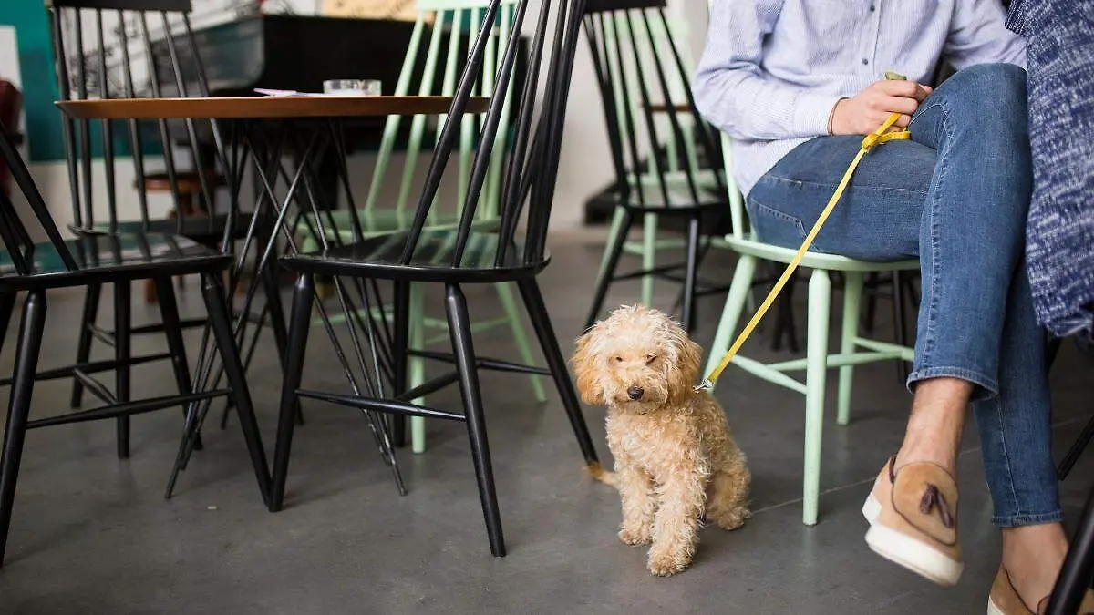 Lugares petfriendlyu