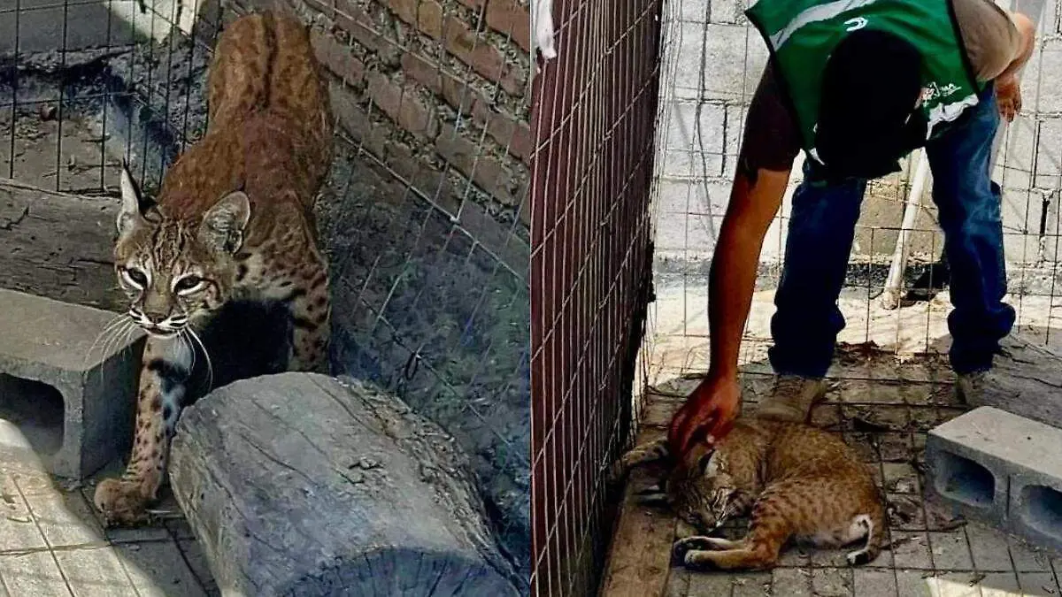 Rescate gato montés coahuila