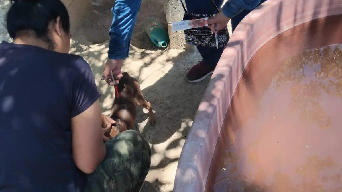 pipeta-perro-sanpedro
