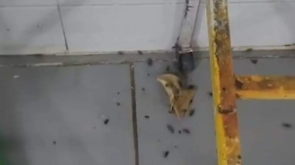 WhatsApp Image 2025-06-26 at 09.40.46