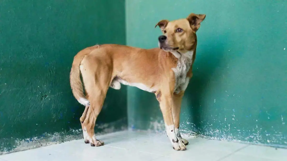 Sufrió quemaduras en sus 4 patas y tórax.