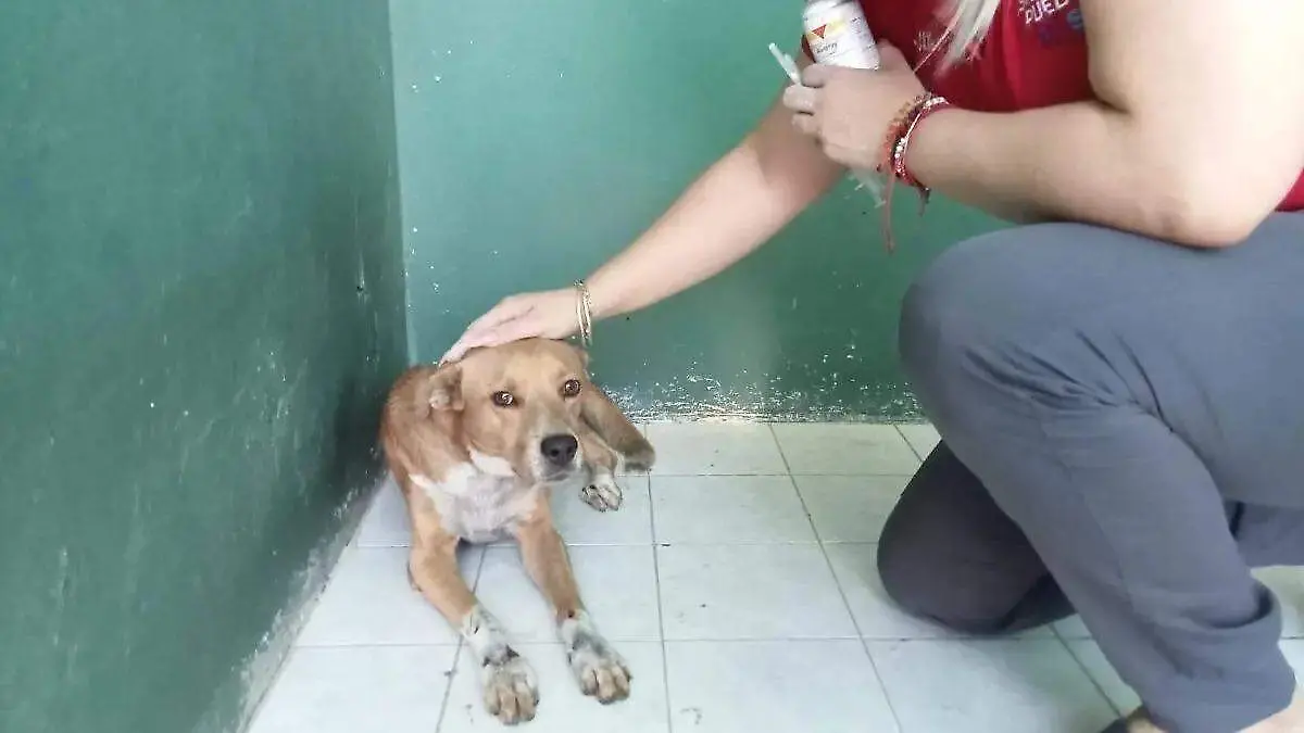 Control Canino