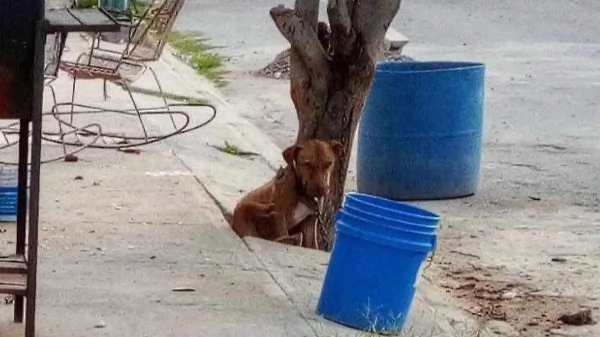 Rescatan-a-perrito-encadenado-a-árbol-en-Torreón 