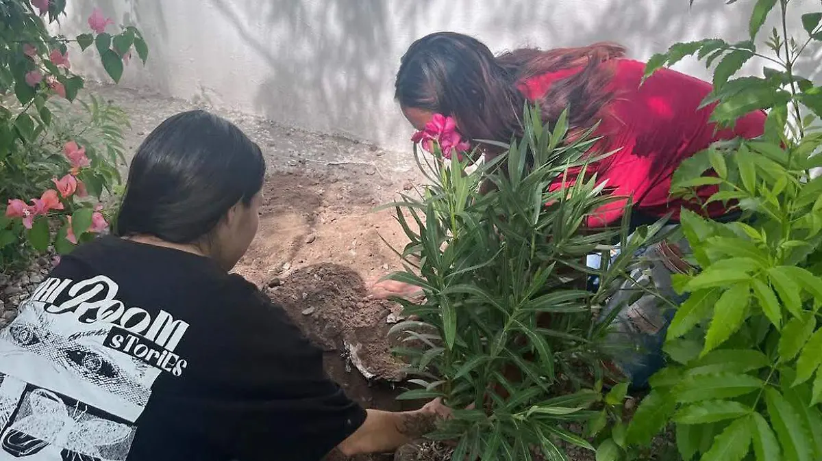 Programa-de-reforestación