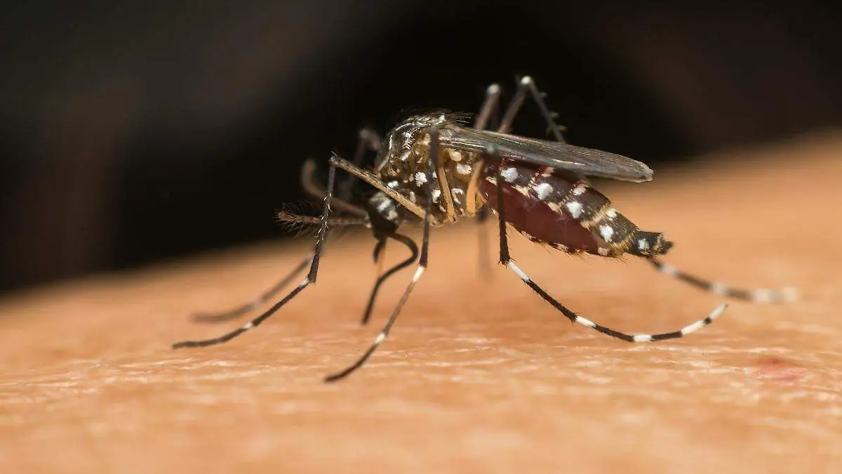 dengue