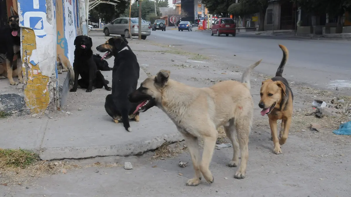 Perros