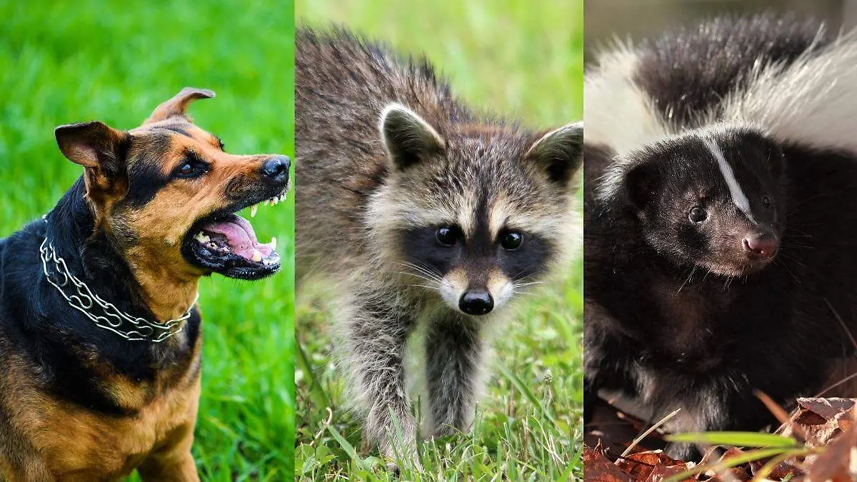 Animales que transmiten rabia