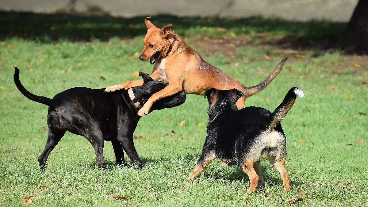Perros