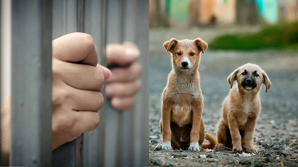 Maltrato animal