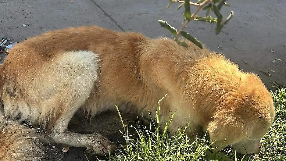 c0d8e32b-f7d2-4937-ba57-5b51b436e5b6