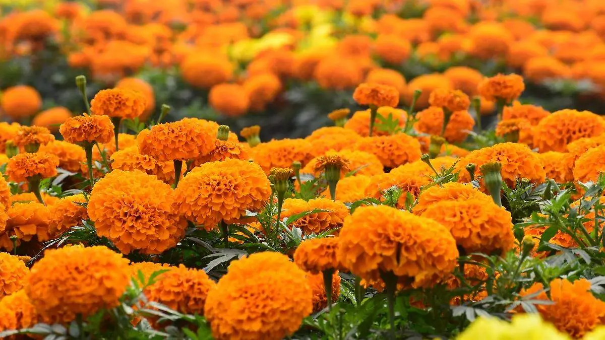Flor
