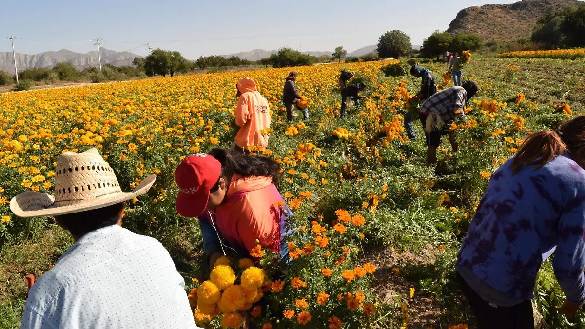 WhatsApp Image 2025-10-29 at 5.29.23 PM