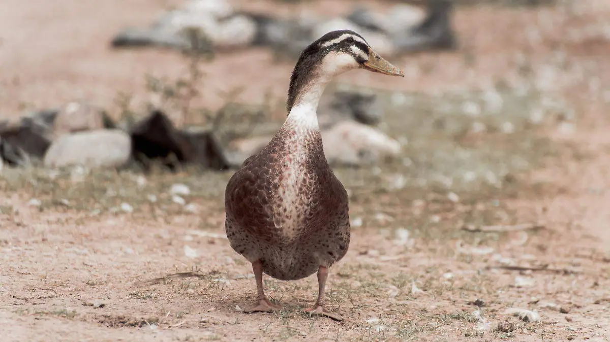 Fauna silvestre Laguna
