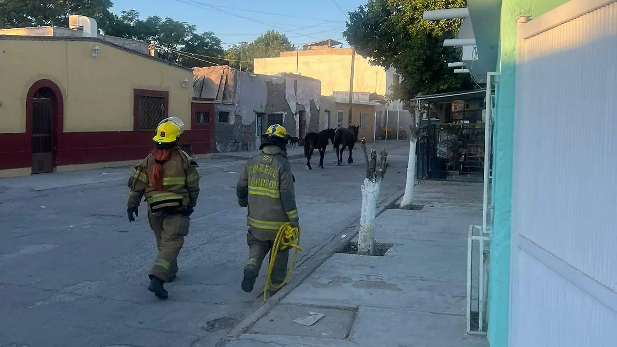 Yegua y potrillo desatan persecución en Torreón 