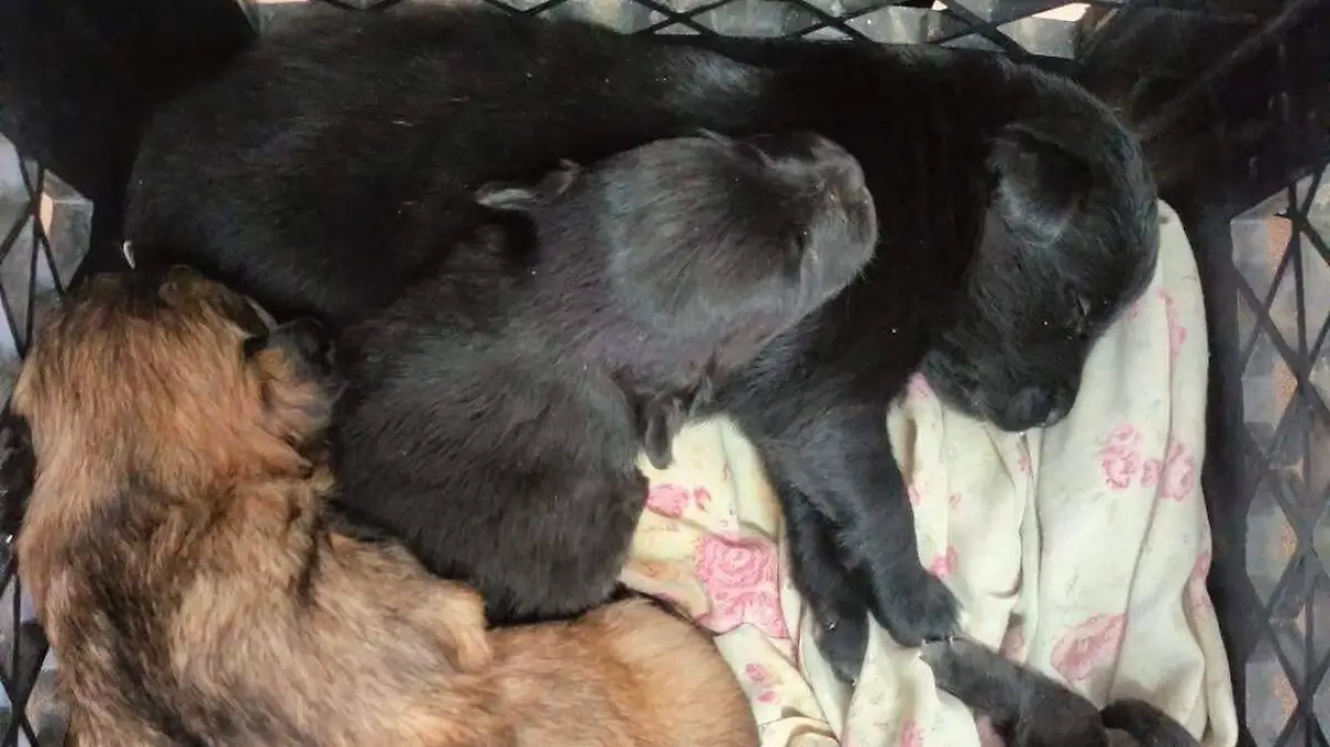 WhatsApp Image 2025-12-11 at 11.26.03 (1)