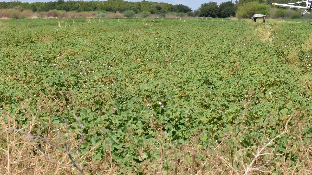 WhatsApp Image 2026-01-06 at 14.00.48