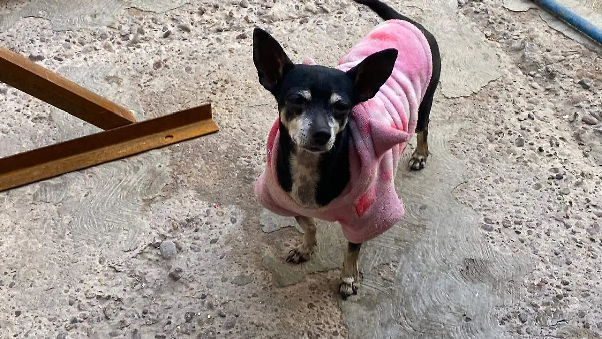 WhatsApp Image 2026-01-15 at 4.57.54 PM