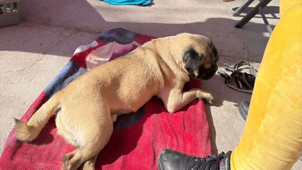 WhatsApp Image 2026-01-17 at 6.17.31 PM