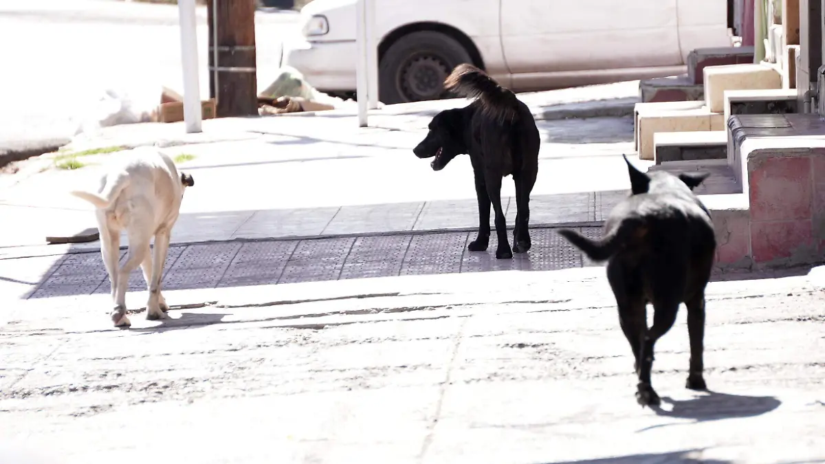 Invita Control Canino a participar en el Croquetón en Torreón