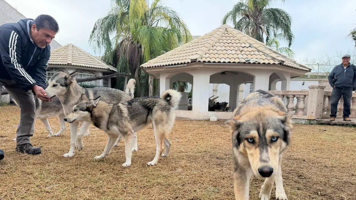 La familia que vive con 9 lobos en Torreón