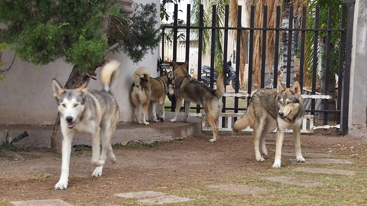 La familia que vive con 9 lobos en Torreón