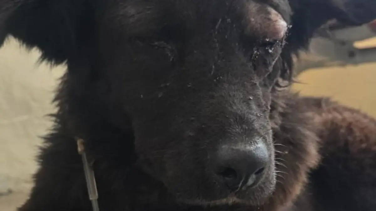 fc91d704-a398-41f2-aba7-1e305f53e1b2